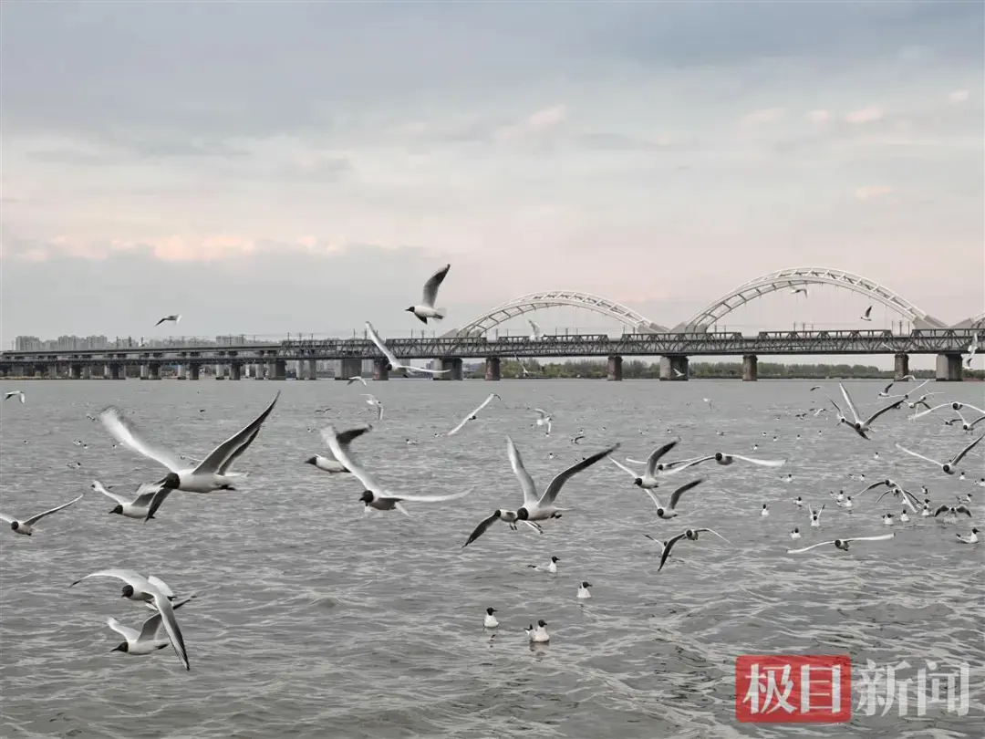 景盛配资 哈尔滨松花江畔江鸥被五一游客喂胖了？有关专家：适度投喂影响不大